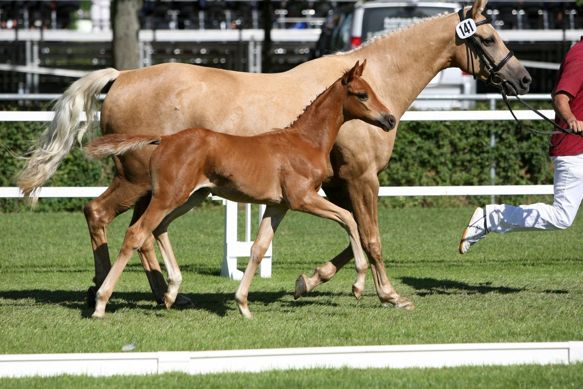 Ein Pferd mit der Nummer 19 auf dem Zaumzeug