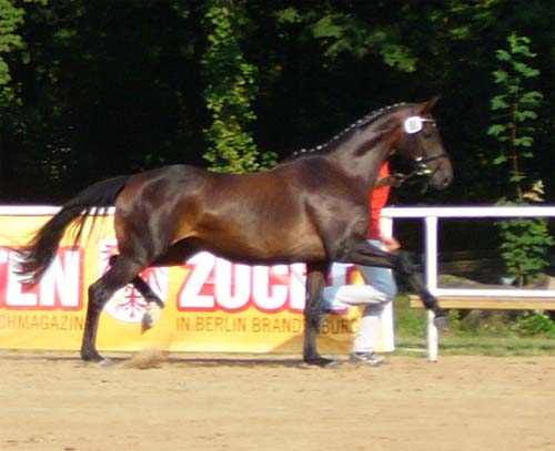 Eine Person, die auf einem Pferd vor einem Schild mit der Aufschrift „Zuci“ reitet
