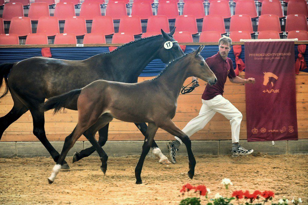 Ein Mann in einem roten Hemd führt zwei Pferde