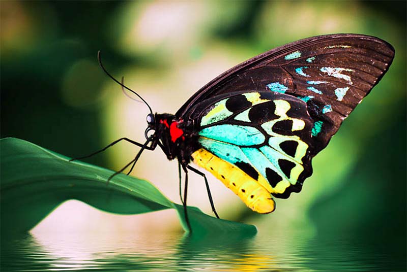 Australian Butterfly Sanctuary