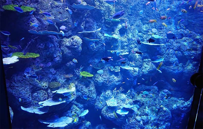 Cairns Aquarium