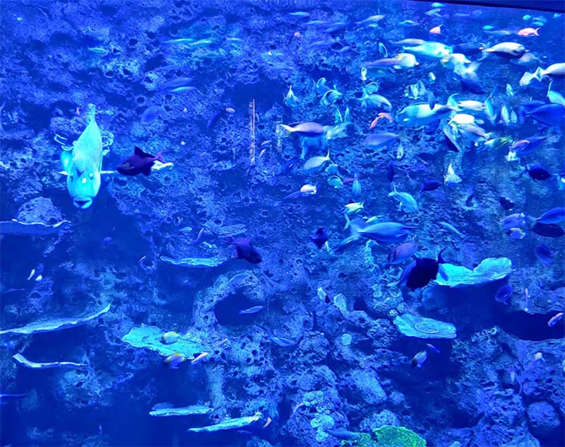 Cairns Aquarium