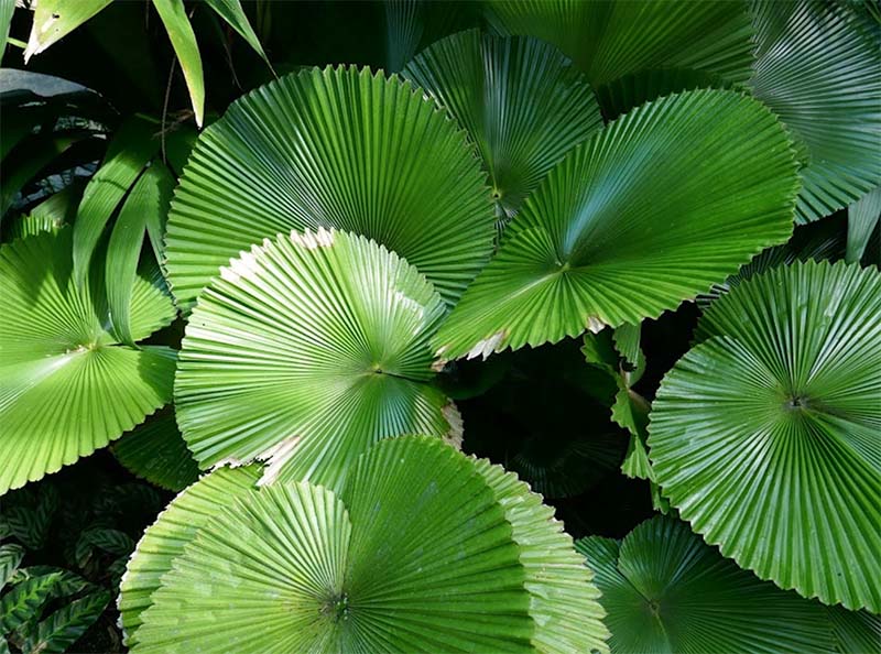Cairns Botanic Gardens