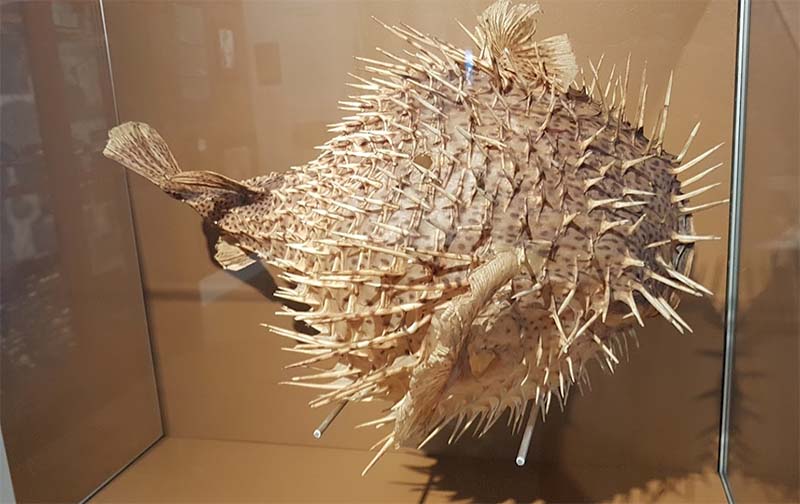 Cairns Museum