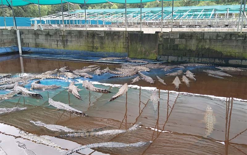 Crocodile Park