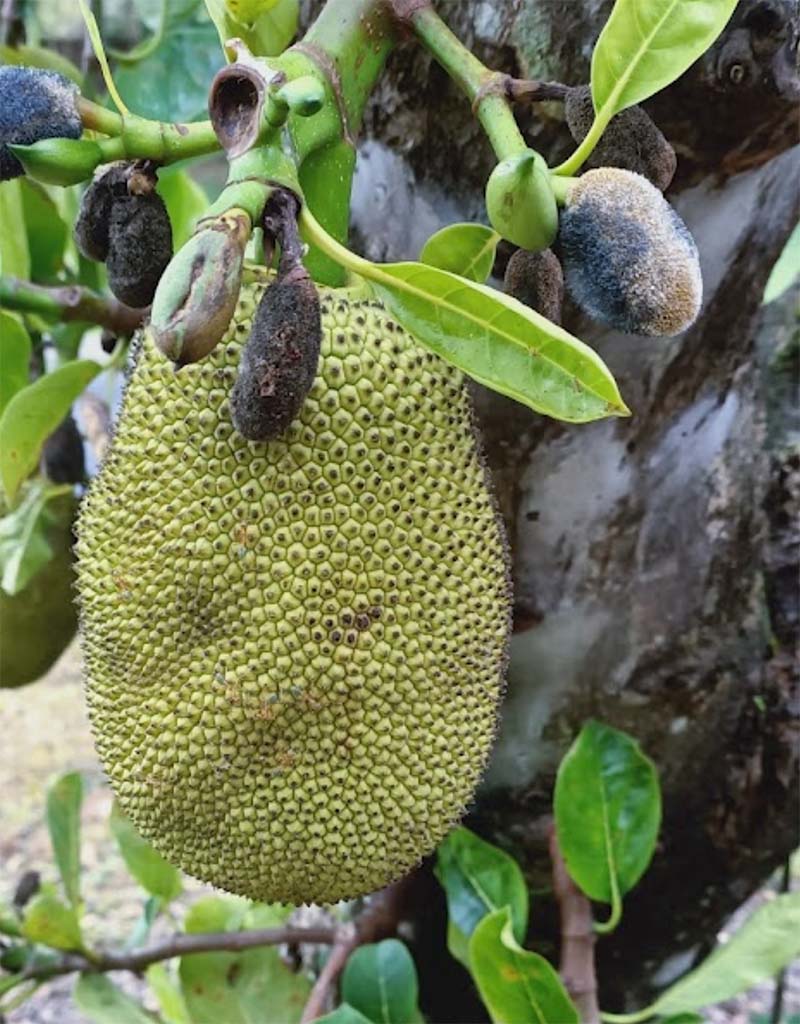 Manoora Community Garden