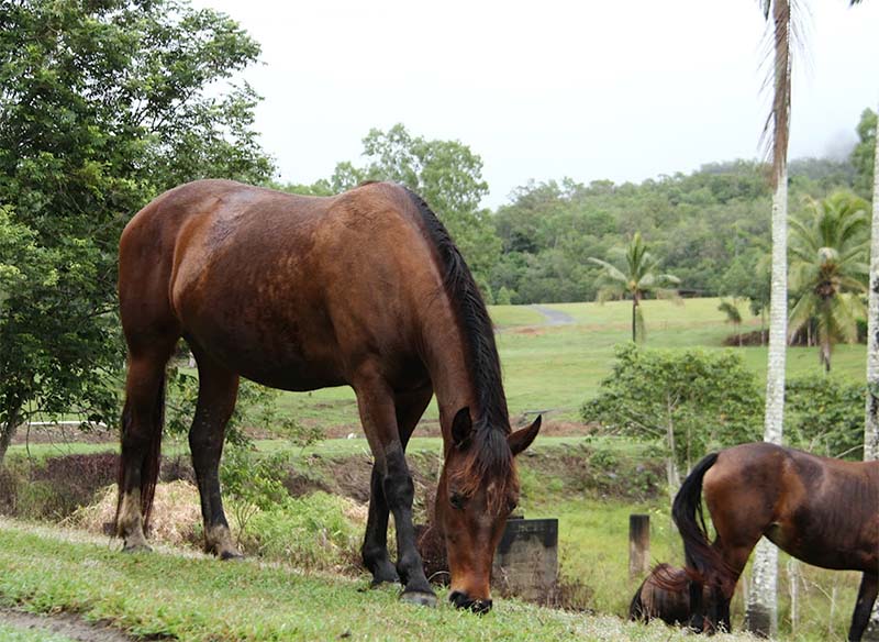 Mount N Ride Rainforest Horseback Tours Cairns