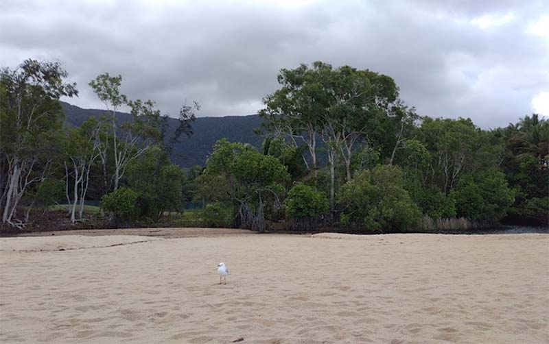 South Palm Cove Estuary