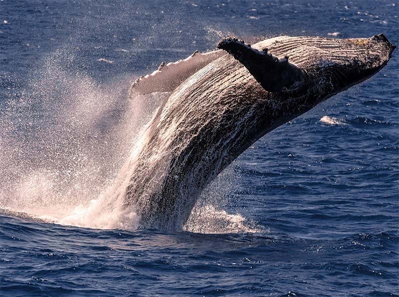 Whale Watching Tours Cairns