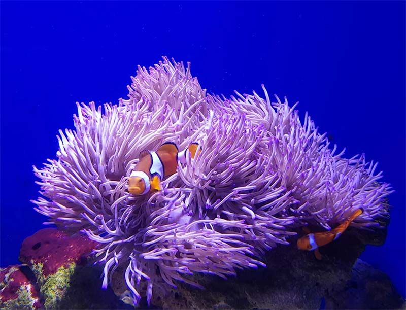 Cairns Aquarium