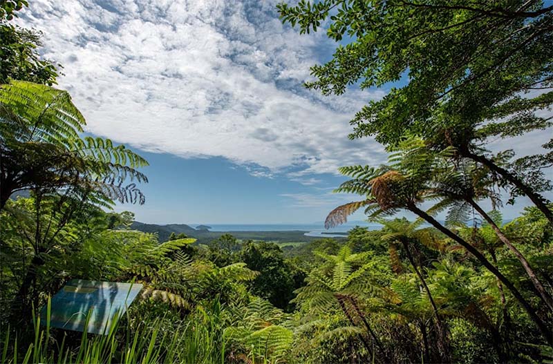 Daintree Rainforest