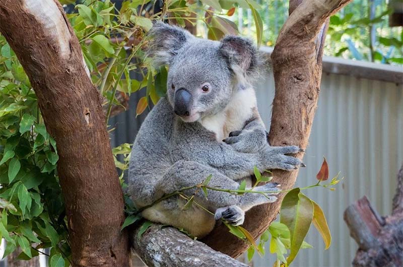 Kuranda Koala Gardens