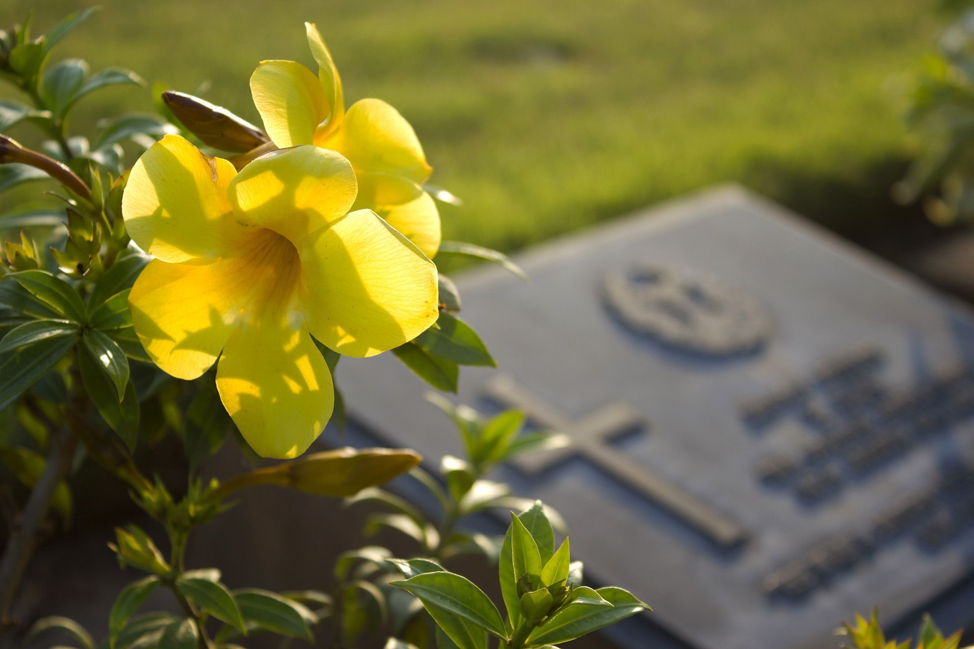 A yellow flower is growing on a grave in a cemetery.