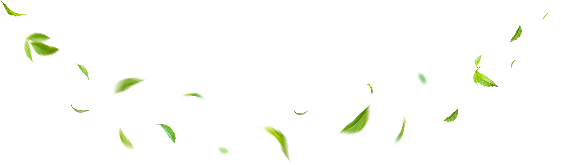 Green leaves