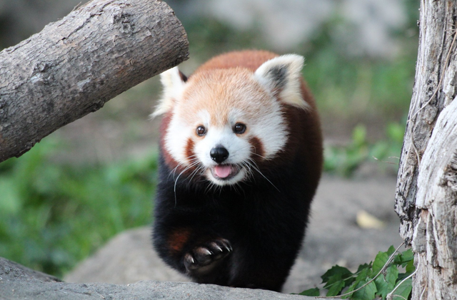 International Red Panda Day