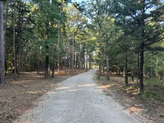 Gravel path winding through a wooded forest with tall trees and dappled sunlight