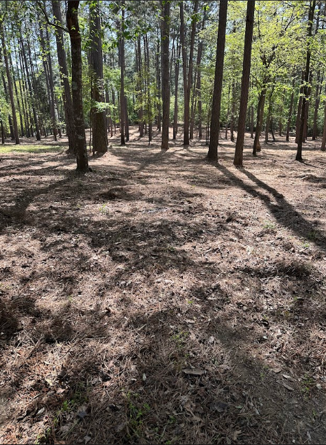 A lush green forest with trees and shadows on the ground