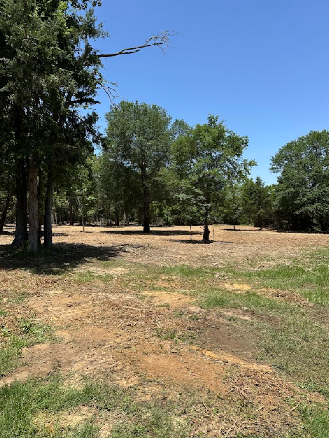 A field with trees and dirt in it on a sunny day