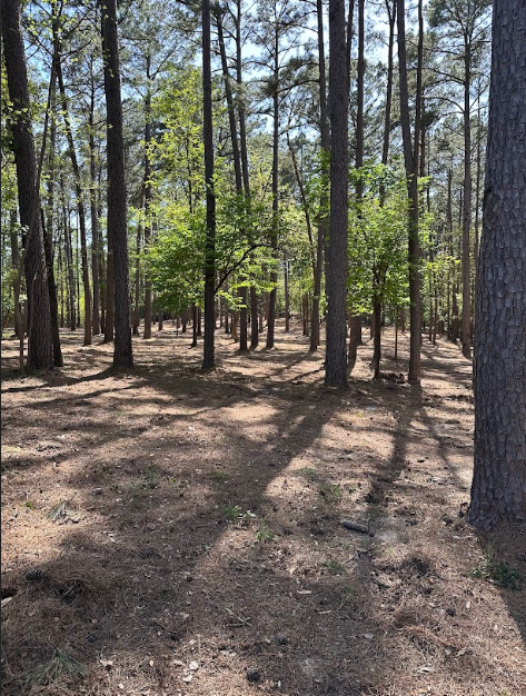 A forest with lots of trees and shadows on the ground