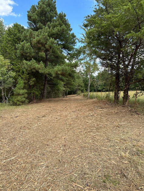 A dirt road surrounded by trees on a sunny day