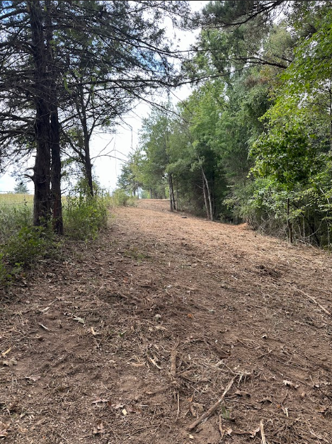 A dirt road going through a forest with trees on both sides.