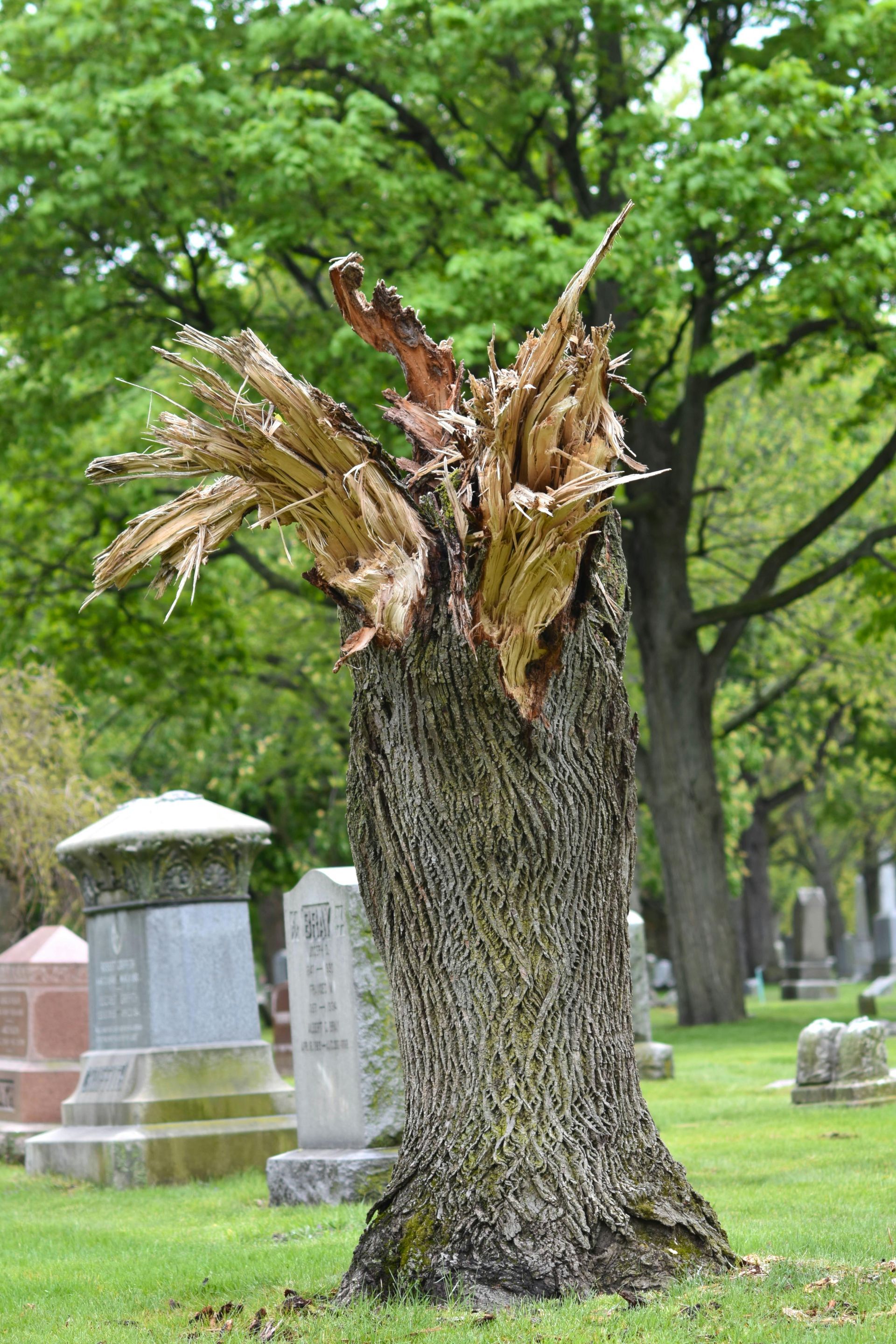 A weathered tree trunk, top broken, in a cemetery with headstones and green grass.