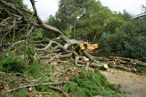 Fallen tree, limbs cut, lying on the ground, surrounded by green foliage, in an outdoor setting.