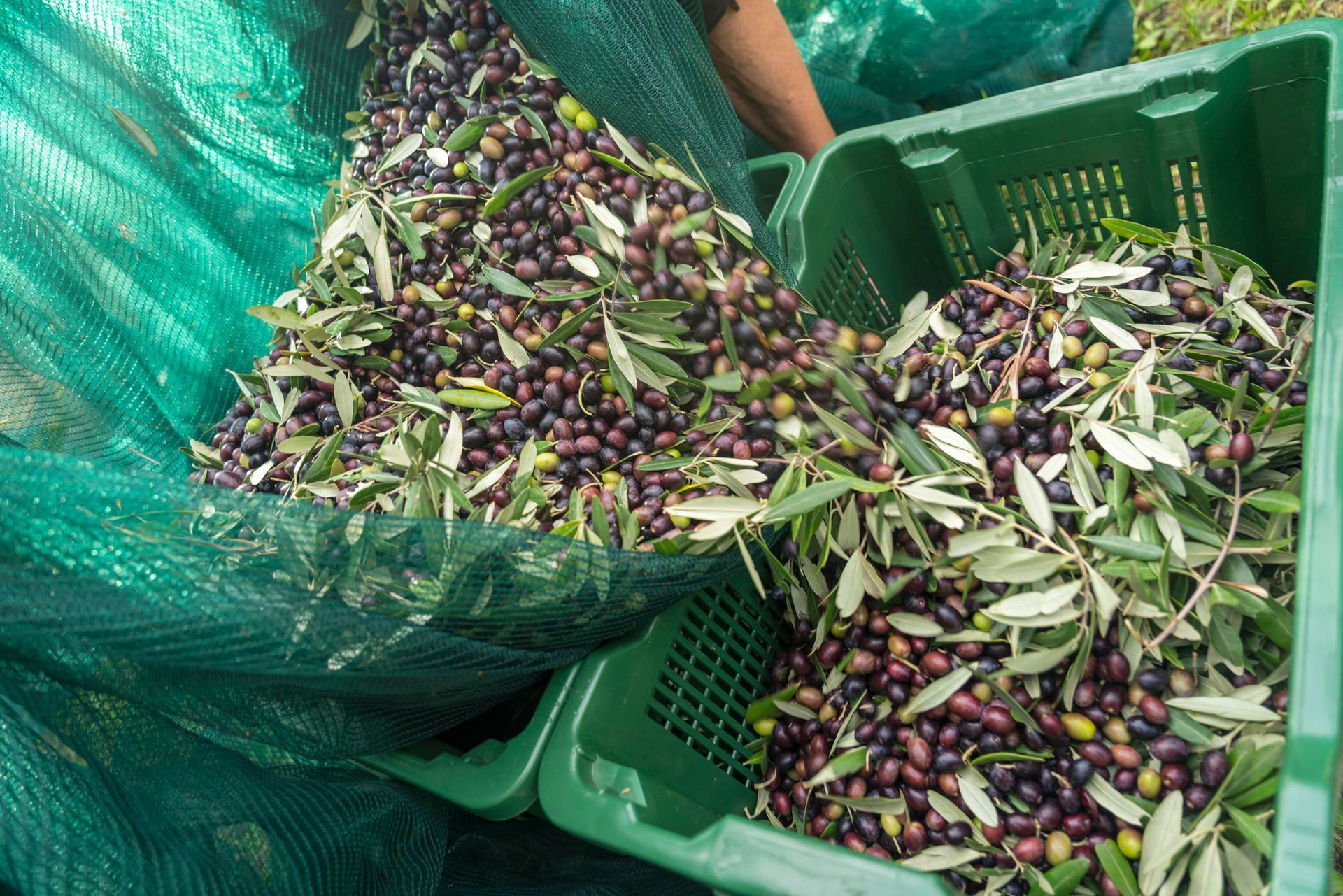 Una persona tiene in mano un cesto pieno di olive