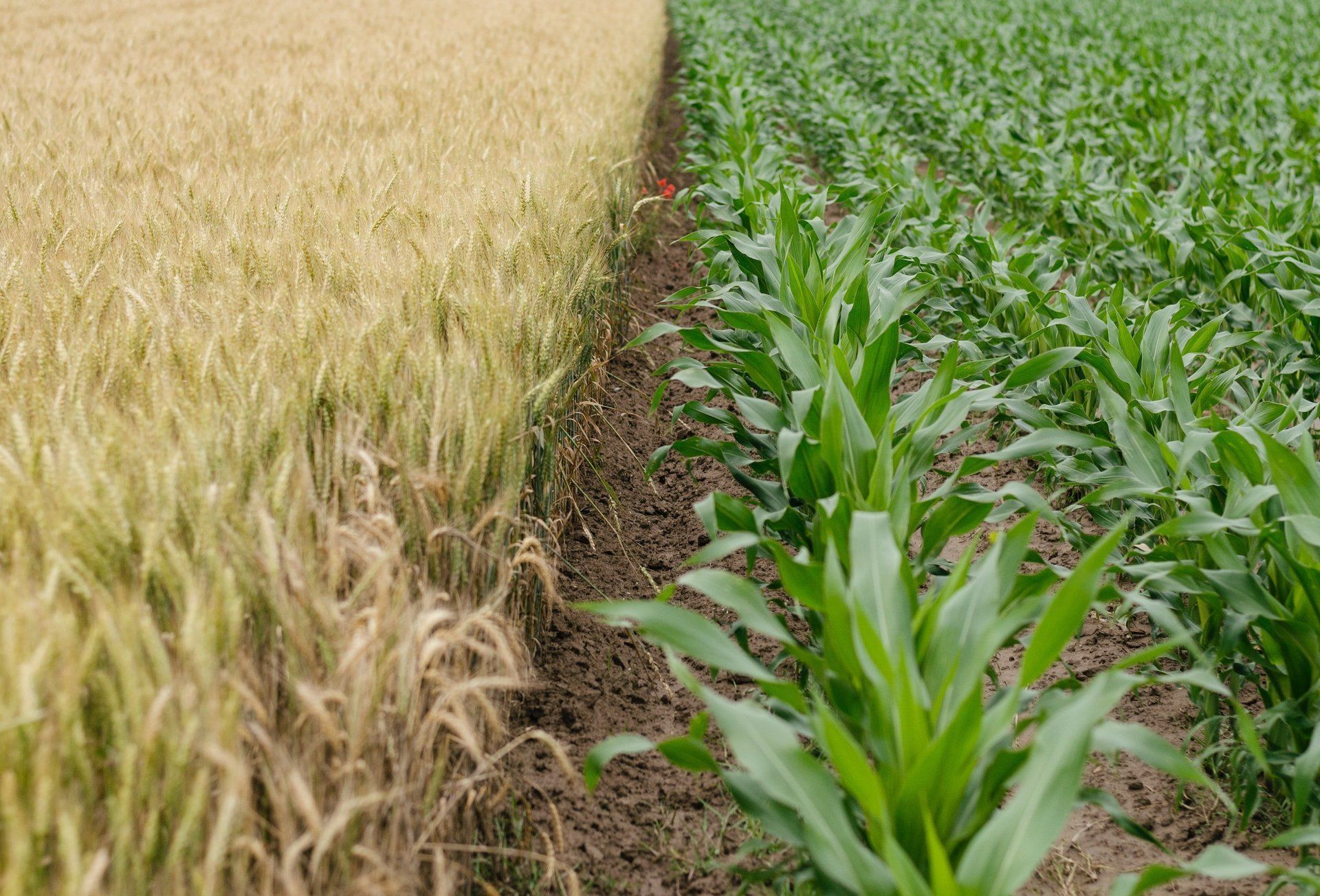 Field divided, ripe wheat on the left, young green corn on the right.