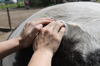Ostempathie für Pferde, Wirbelkorrektur, Palpation