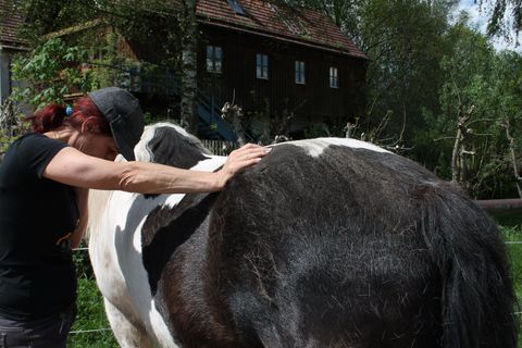 Pferd ostheopatisch behandeln, Dehnung langer Rückenmuskel beim Pferd,m. longissimus Pferdeosteopathie,