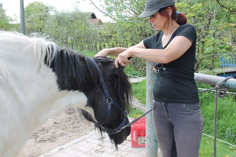 Pferd ostheopatisch behandeln,Lösen des Tentorium cerebelliPferdeosteopathie,