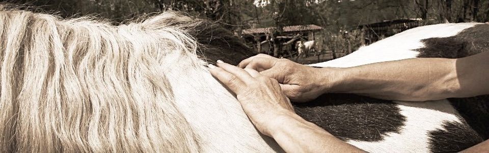 Pferd ostheopatisch behandeln, WirbelkorrekturPferdeosteopathie,