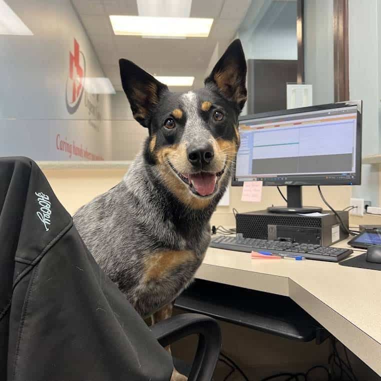 Happy dog sitting at front desk of Pet Urgent Care of Enterprise