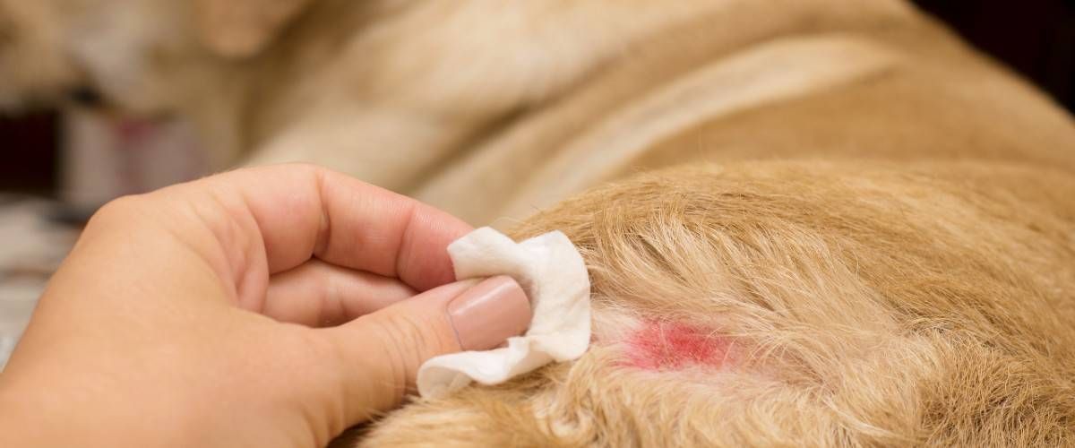 vet performing a dog wellness exam