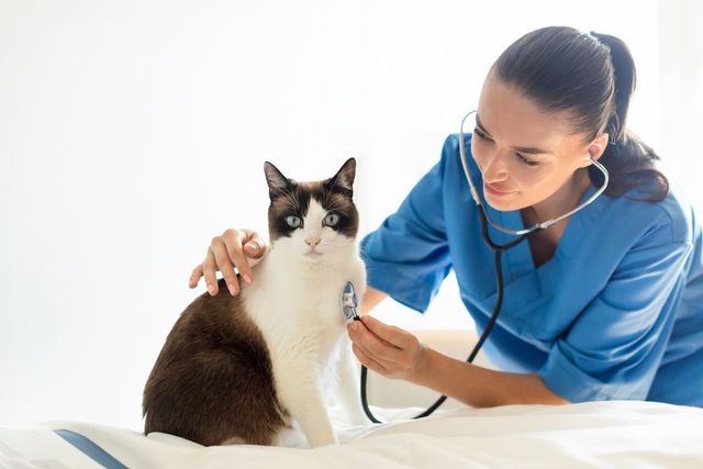 cat+vet+in+Enterprise-+AL-640w.jpg