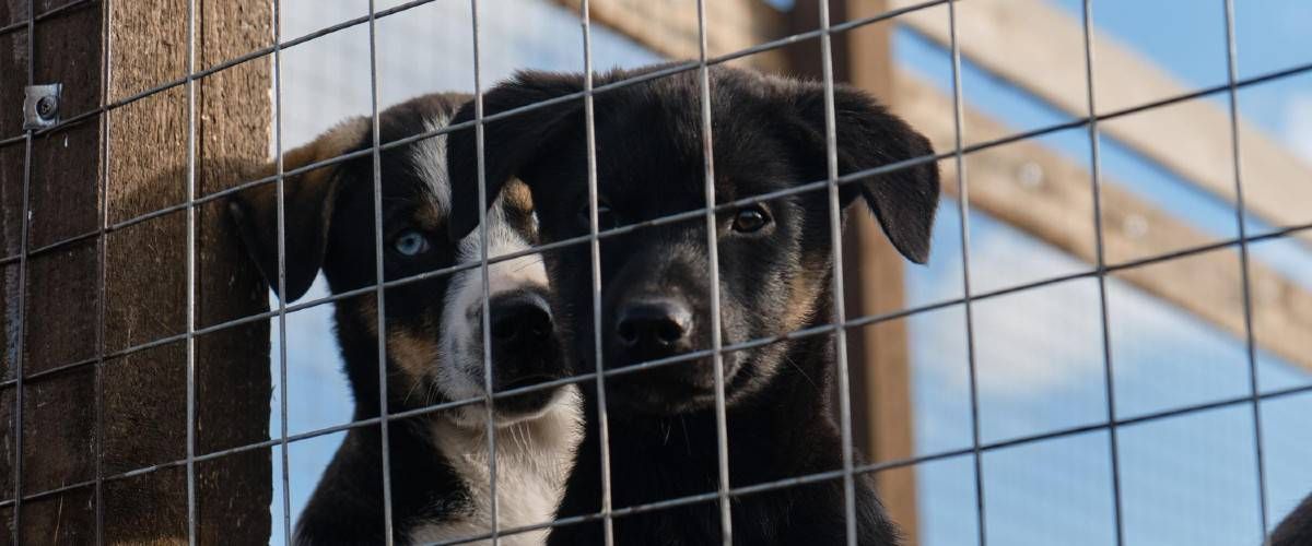 two puppies behind kennel fence