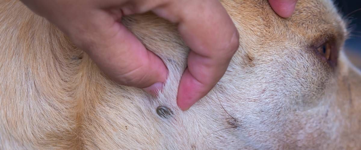 dog with blood-engorged tick on fur