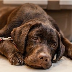 Sick brown lab that needs medical exam.