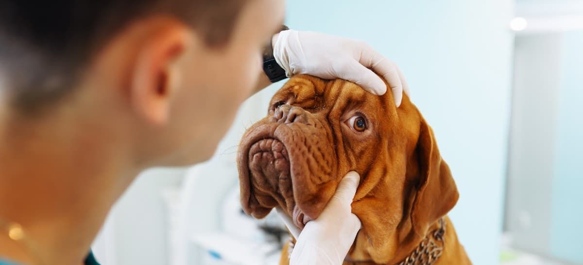 vet performing a dog wellness exam.  looking into eyes of dog.
