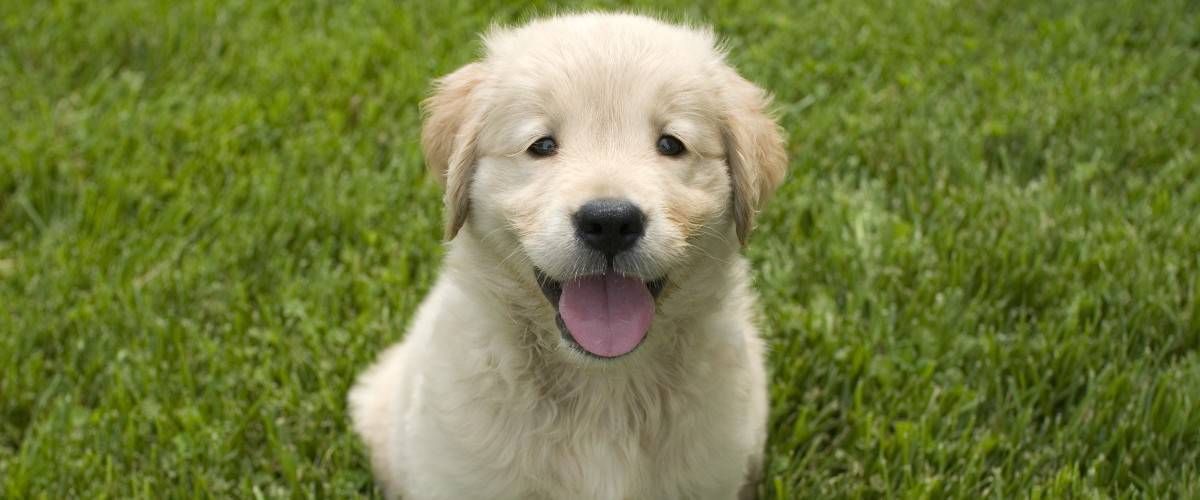 cute yellow puppy