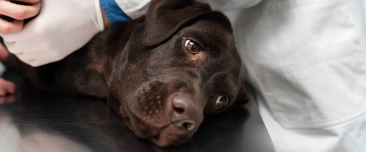 chocolate lab laying on table during surgery