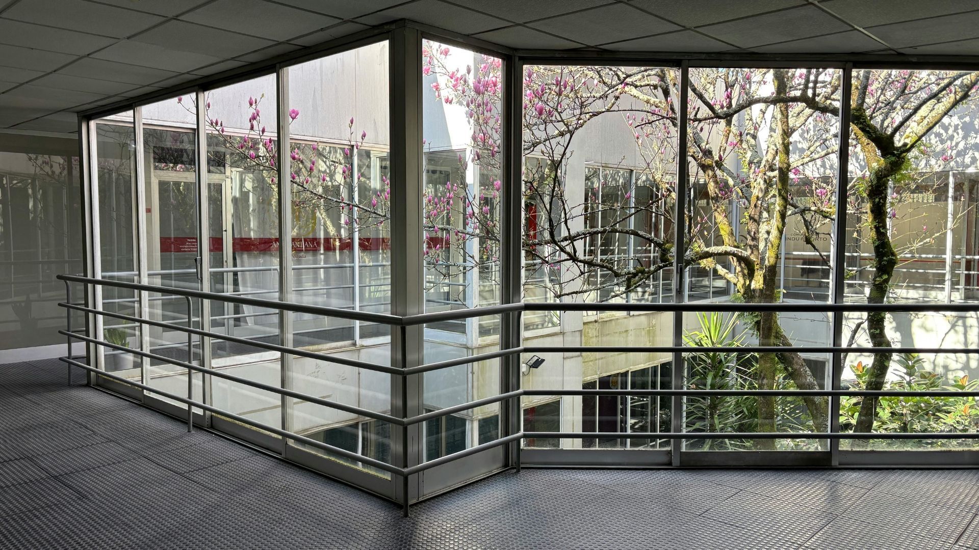 A glass-walled walkway with metal railings looks out onto a courtyard with trees in bloom.