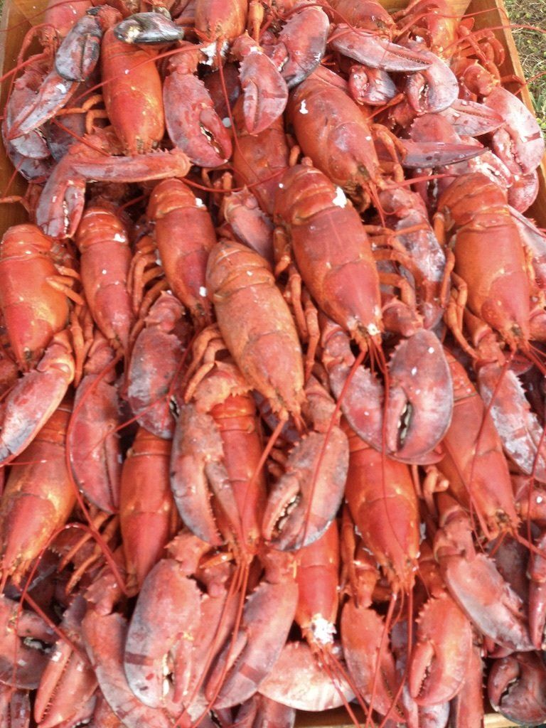 Fresh Lobsters — Gainesville, FL — Hill’s Bar-b-que & Catering