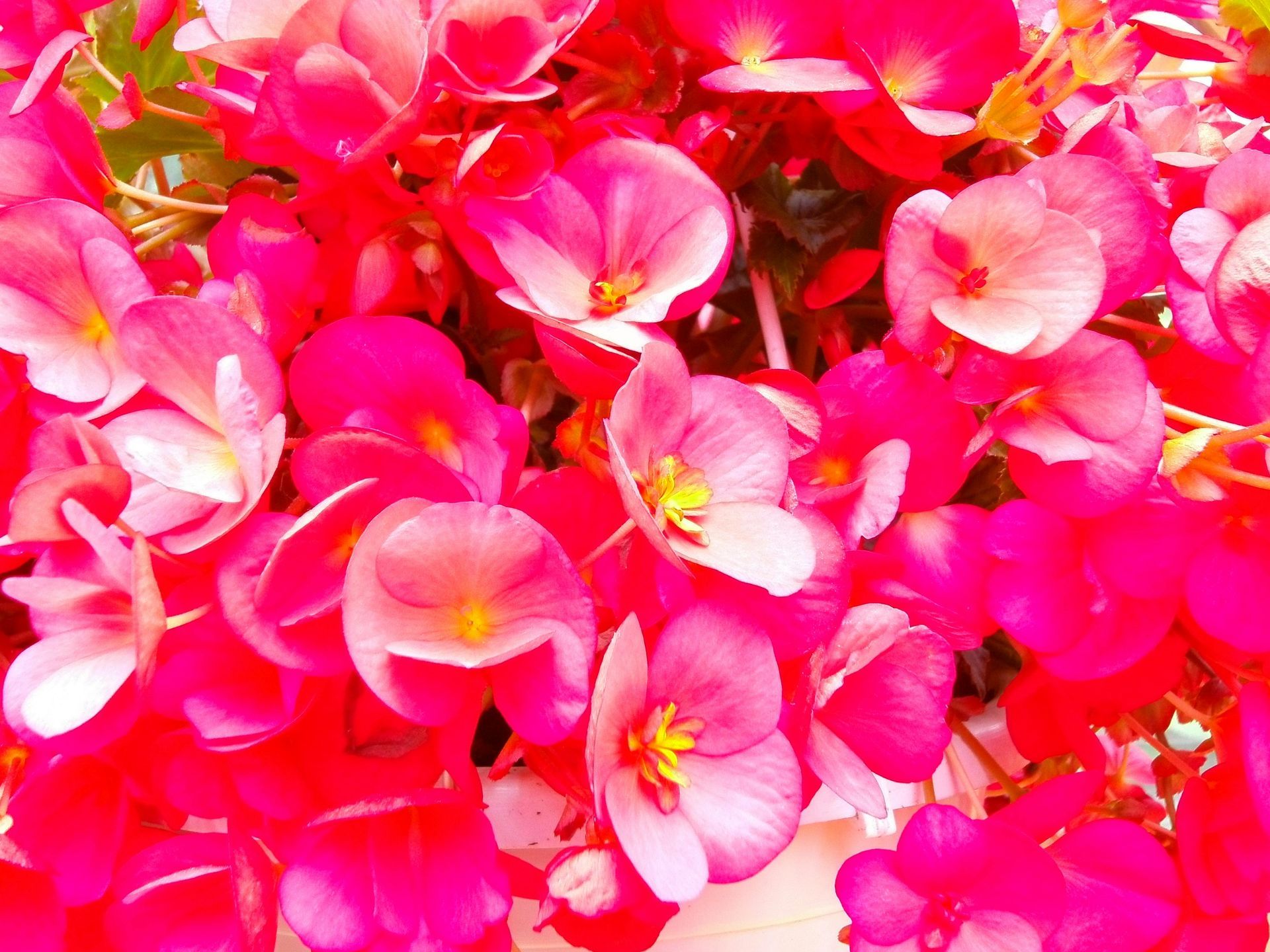 Watering begonias