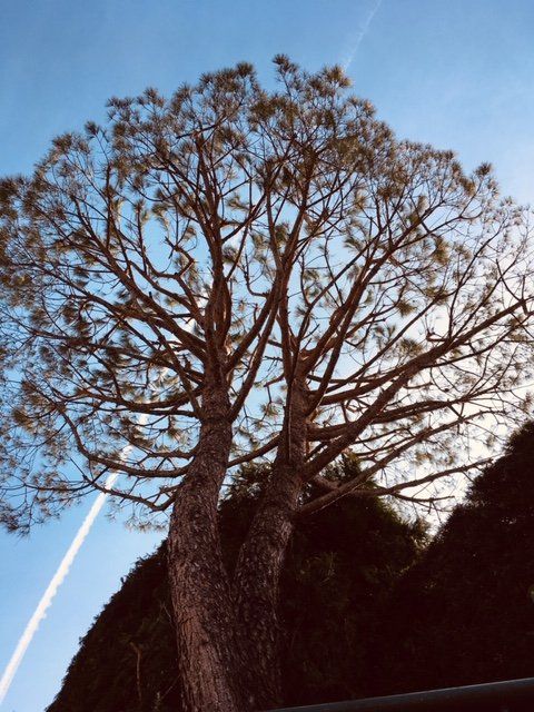 interventi su alberi ad alto fusto