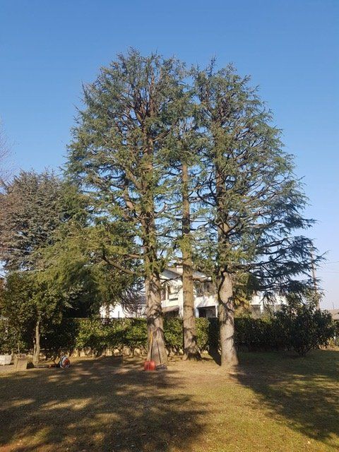 manutenzione alberi