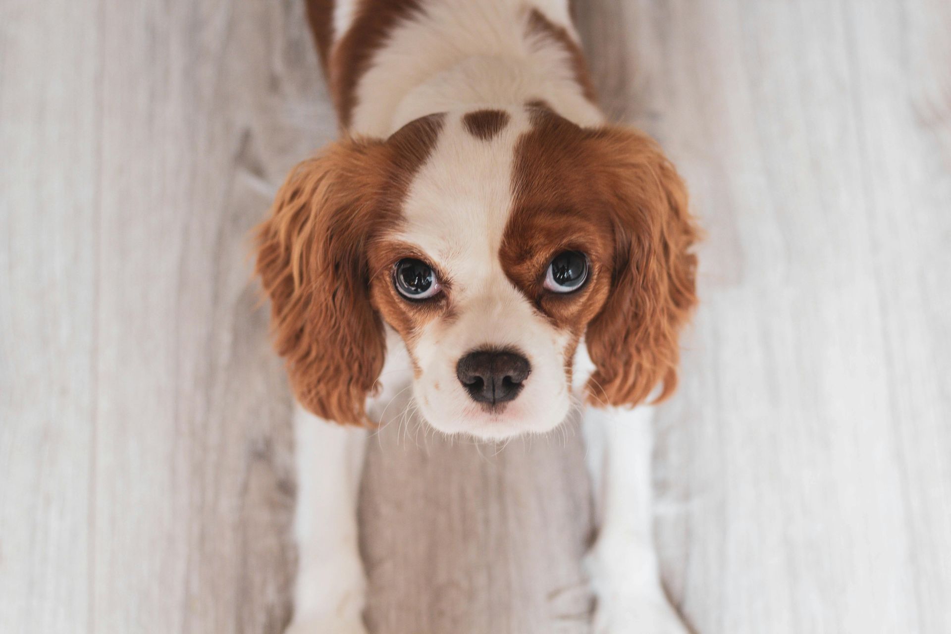 Cavalier King Charles Spaniel looking up, brown and white markings, on a wood floor.