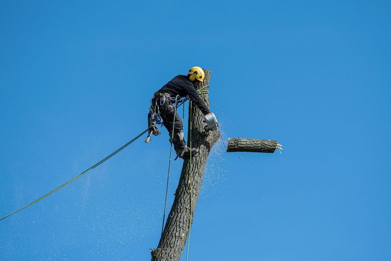 A man is cutting down a tree with a chainsaw.