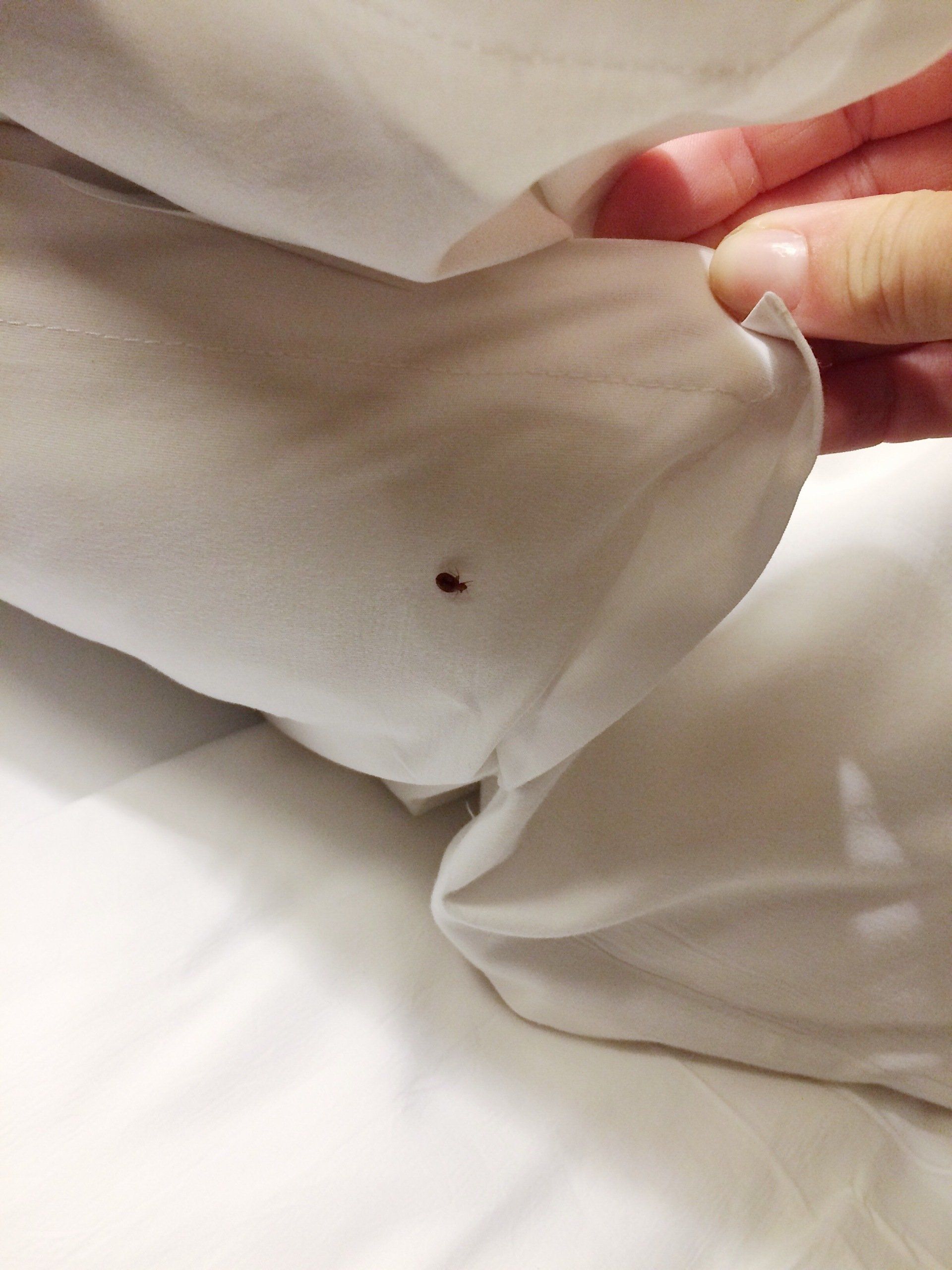 closeup of bed bug